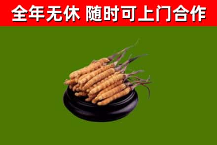 闵行区回收散虫草
